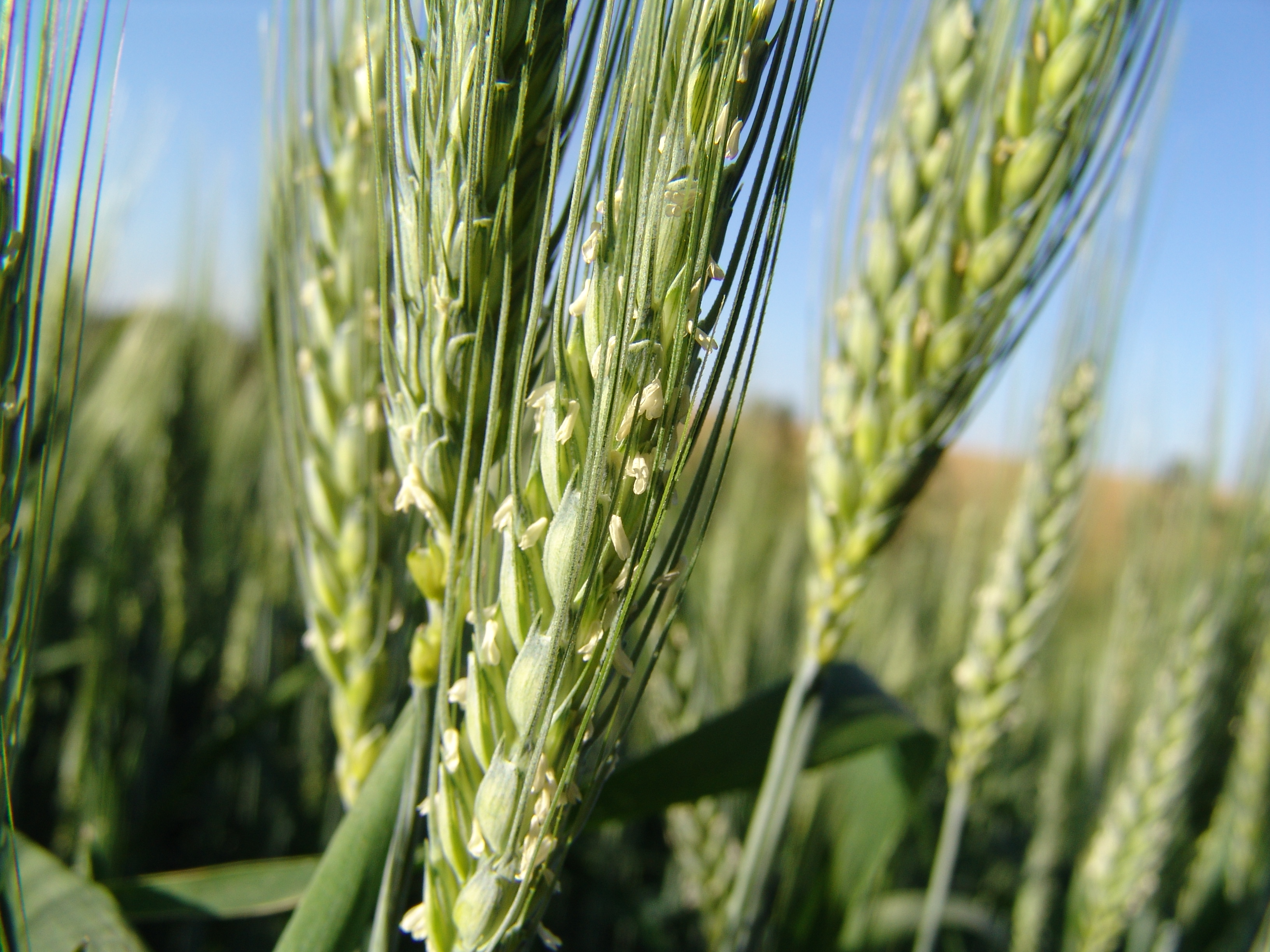 Foto Agropecuária Ipê - Boas práticas Foto 01