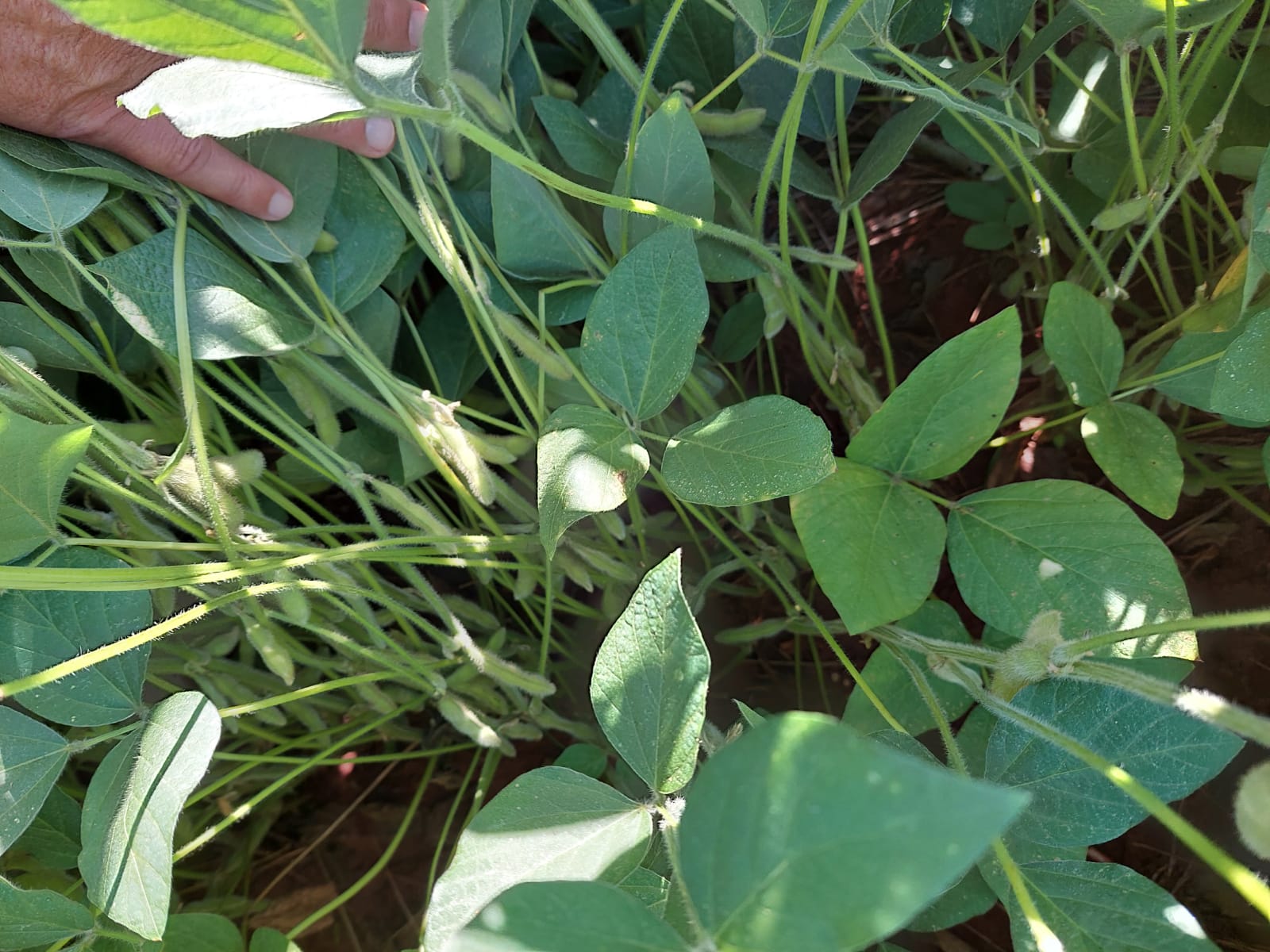 Foto Agropecuária Ipê - Boas práticas Foto 03