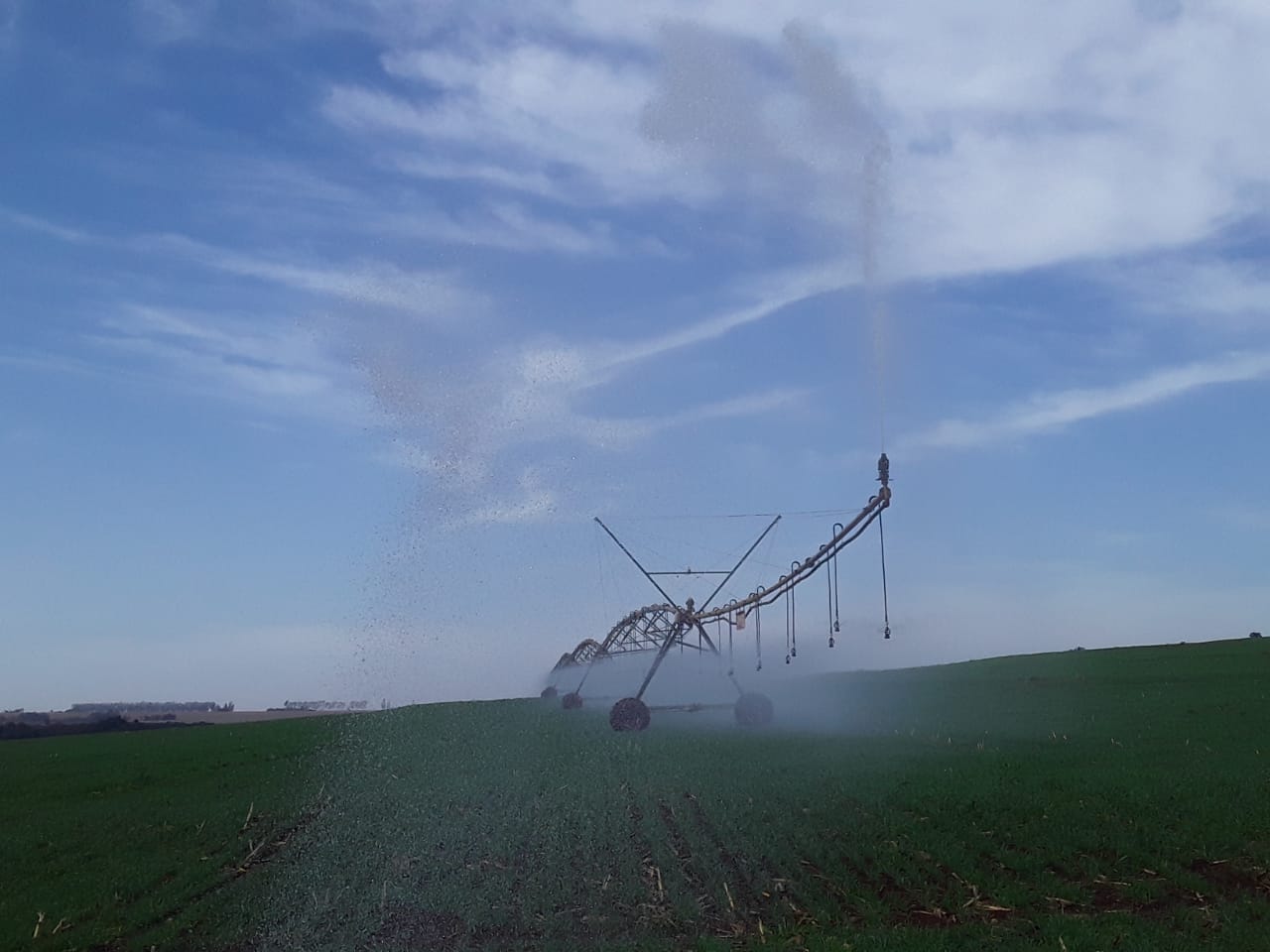 Foto Agropecuária Ipê - Grãos Foto 01