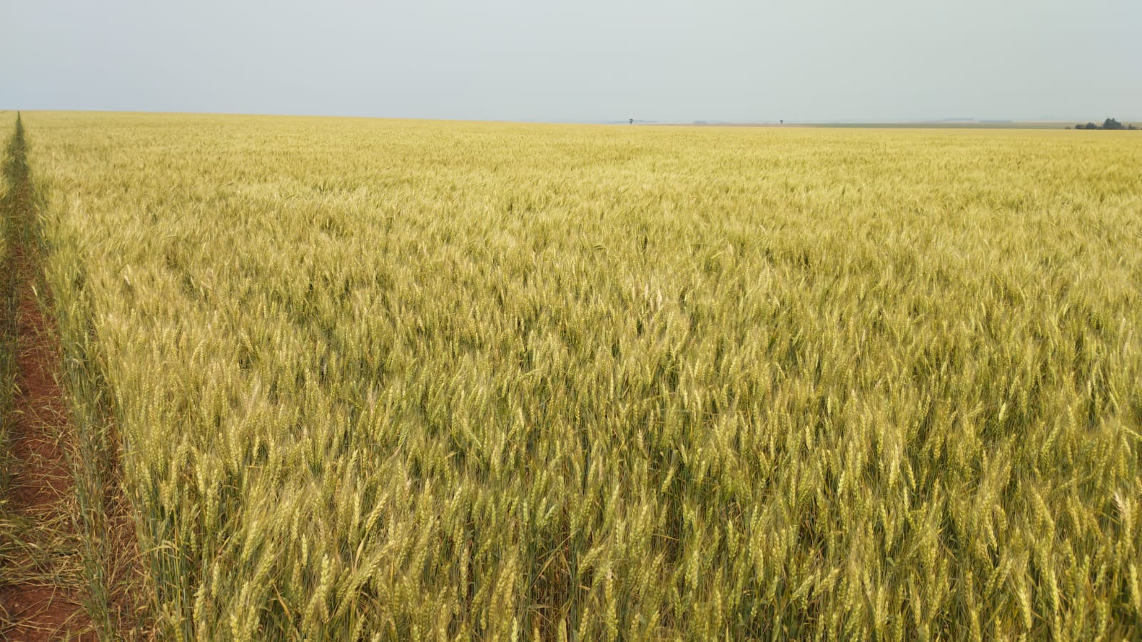 Foto Agropecuária Ipê - Grãos Foto 04