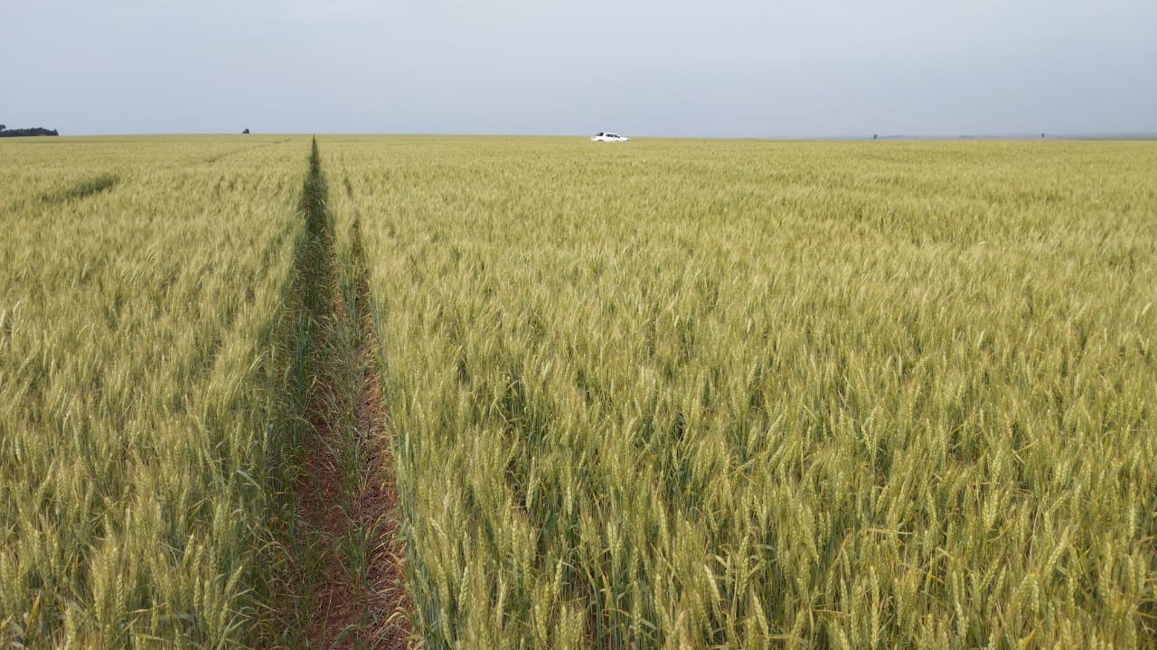 Foto Agropecuária Ipê - Grãos Foto 05