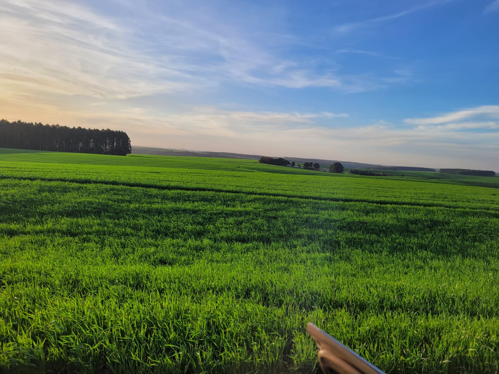 Foto Agropecuária Ipê - Reflorestamento Foto 02