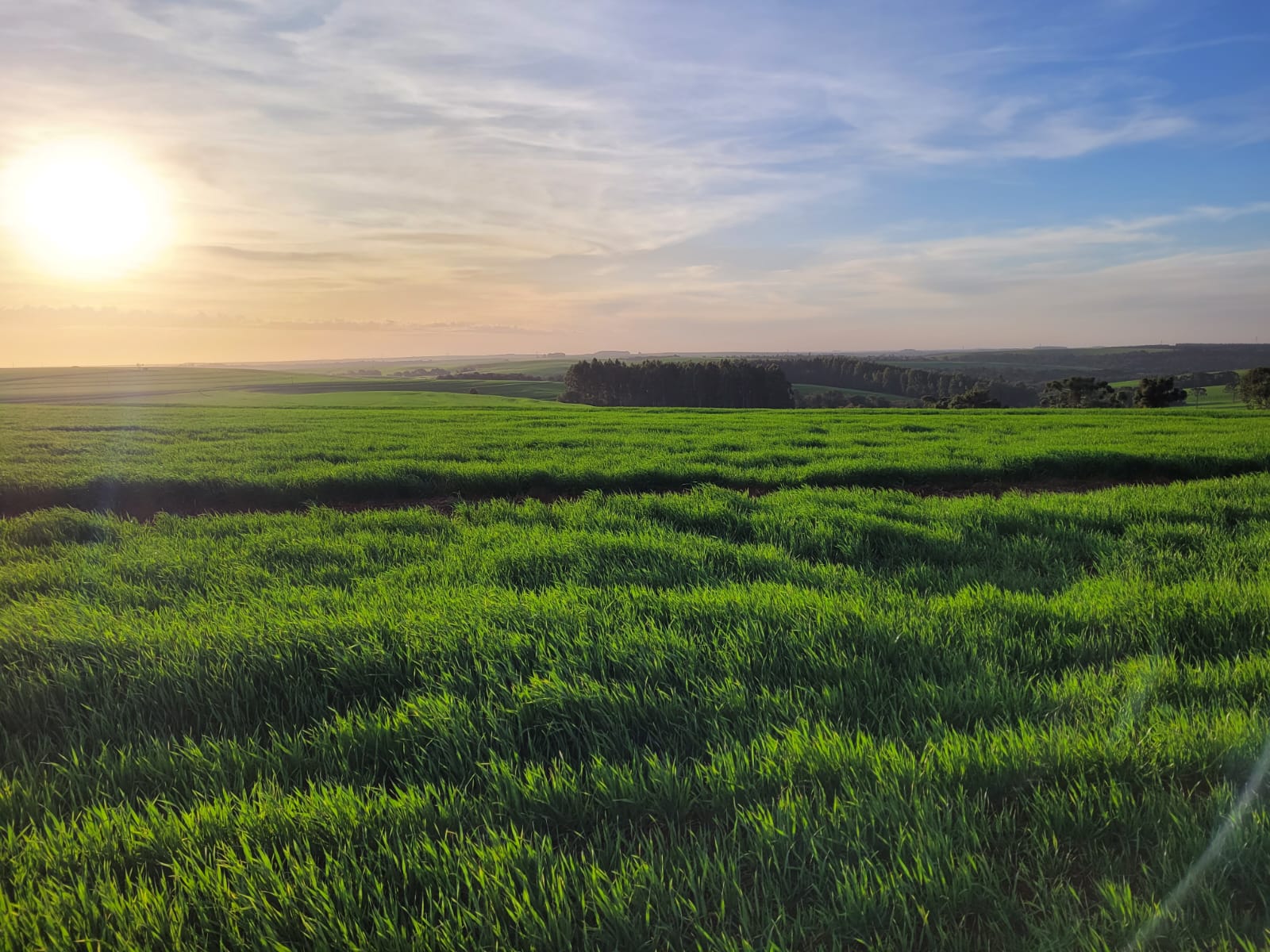 Foto Agropecuária Ipê - Reflorestamento Foto 01