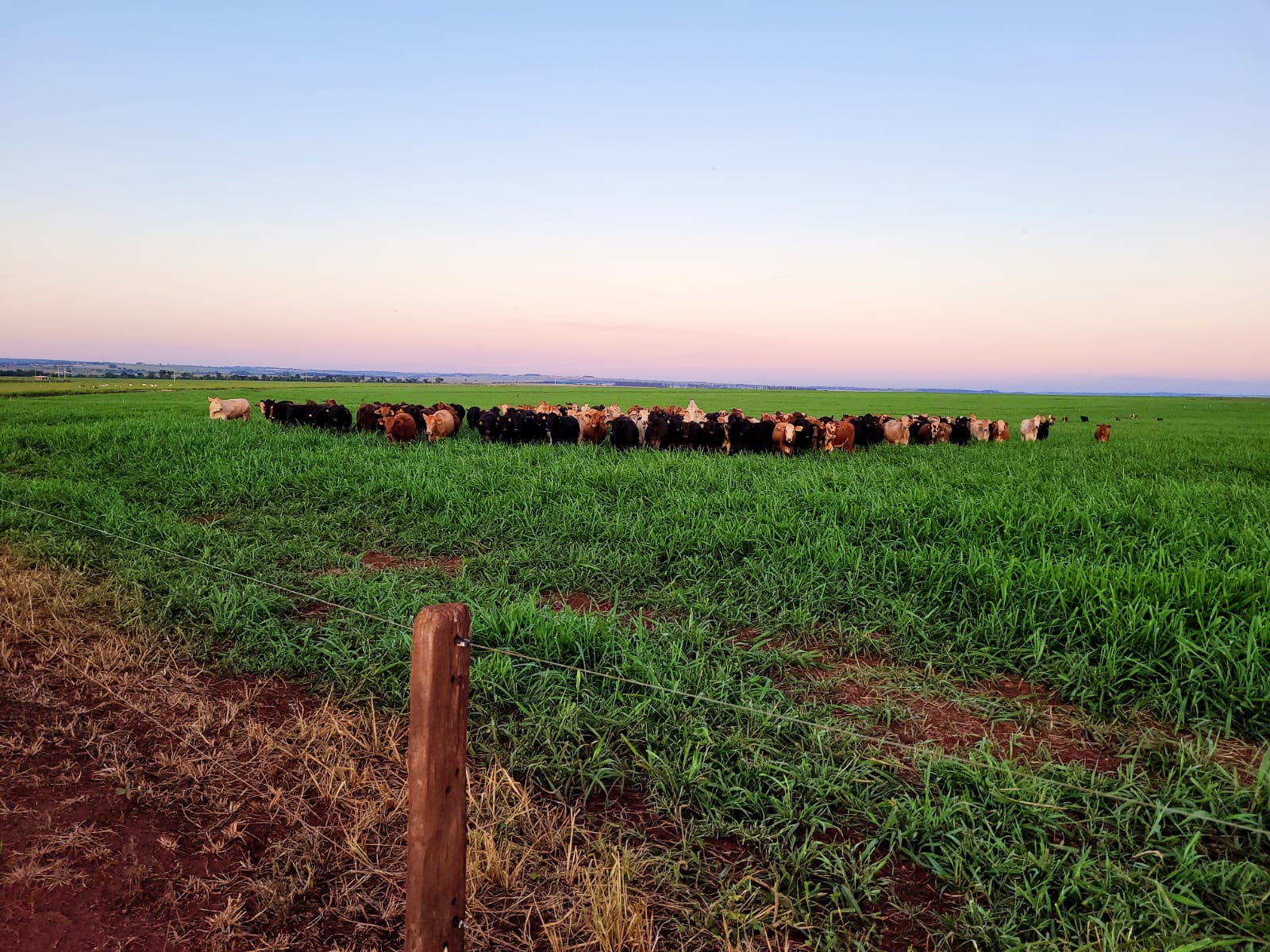 Foto Agropecuária Ipê - Sementes Foto 06