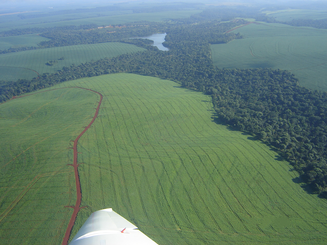 Foto Agropecuária Ipê - Reflorestamento Foto 03