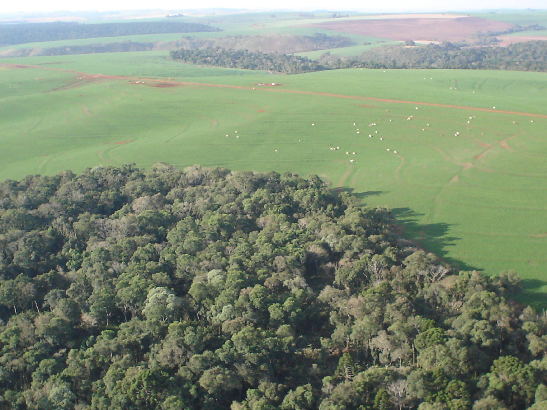 Foto Agropecuária Ipê - Reflorestamento Foto 04